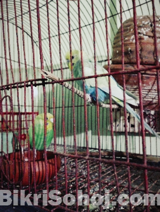 বাজিগার পাখি